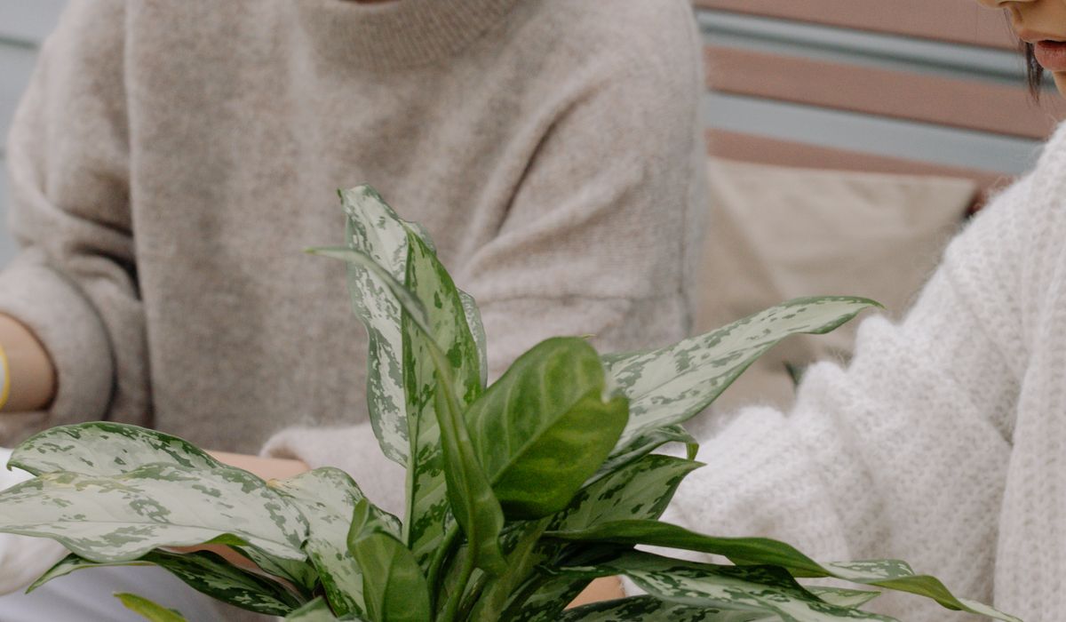 A Beginner's Guide to Propagating Plants in Water