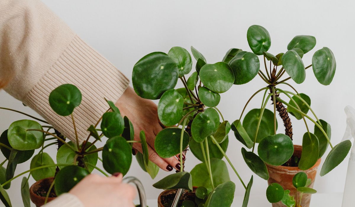A Guide to Low-Maintenance Plants for Busy People