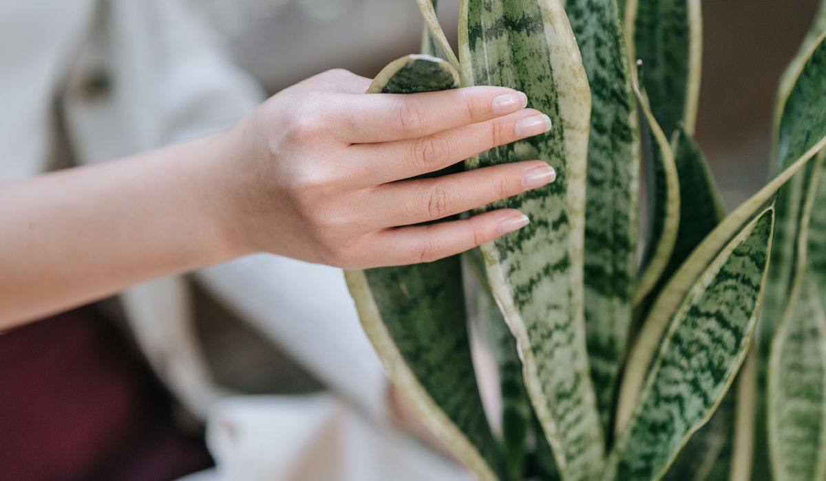 Best Ways to Water Indoor Plants While on Holiday