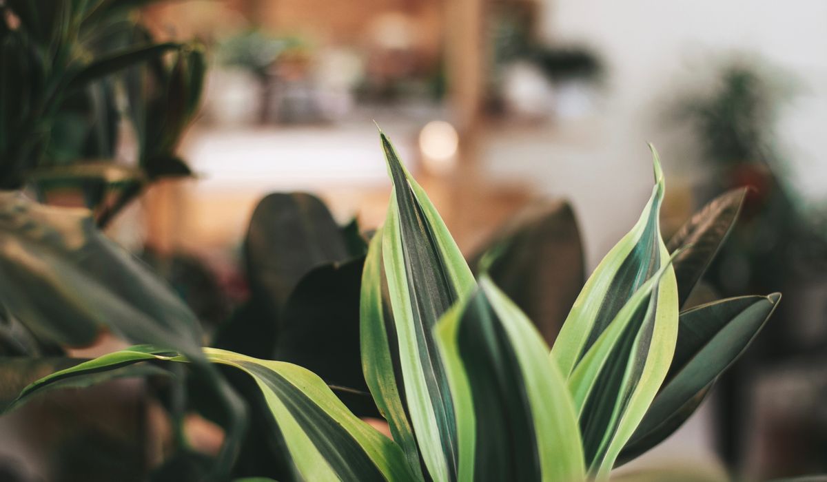 Caring for Succulents in Cool British Homes