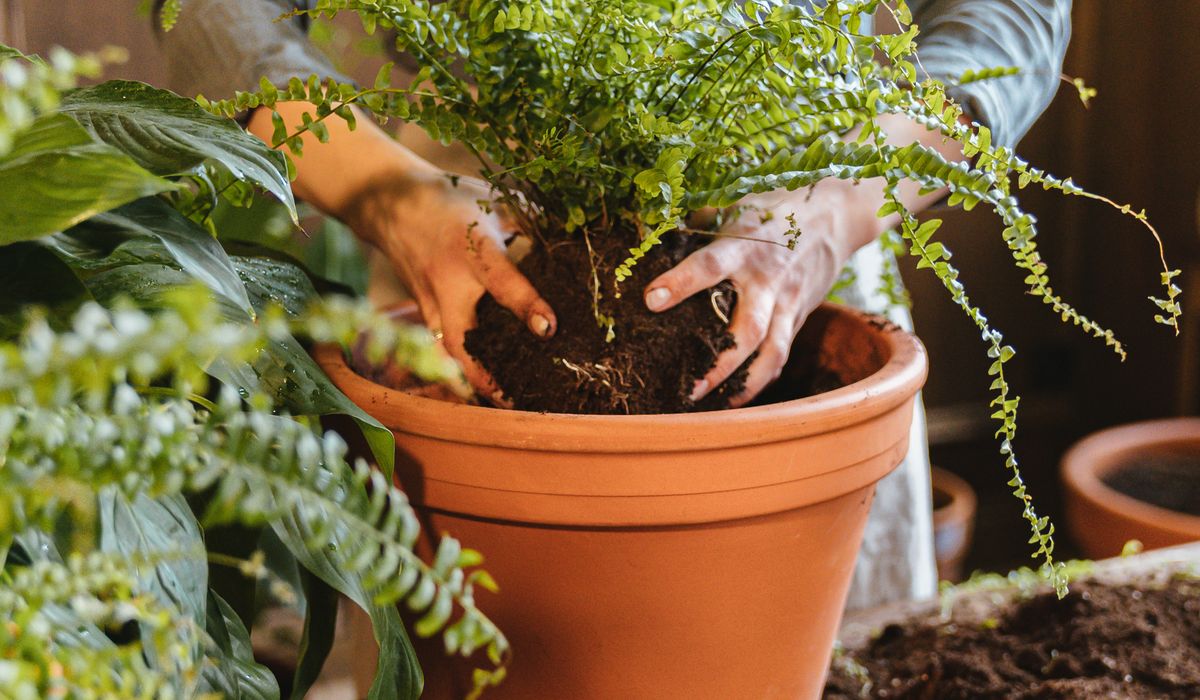 Choosing Pots with Drainage for Healthy Roots