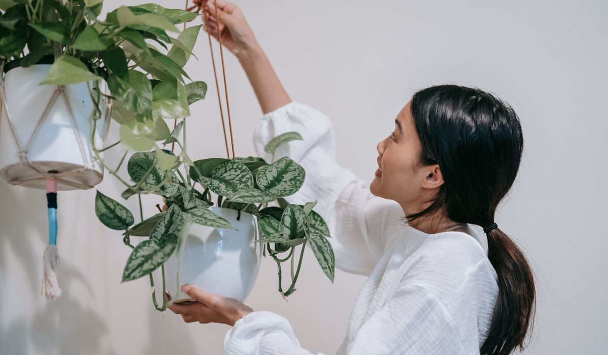 Creating a Small Indoor Garden on a Budget
