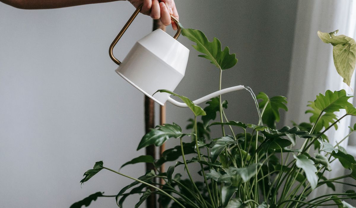 Dealing with Fungus Gnats in Houseplant Compost