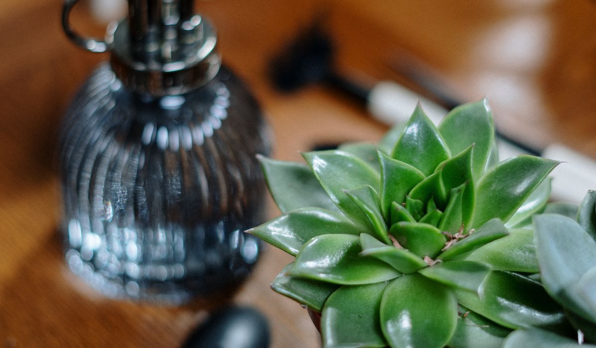 Decorating a Living Room with Statement Houseplants