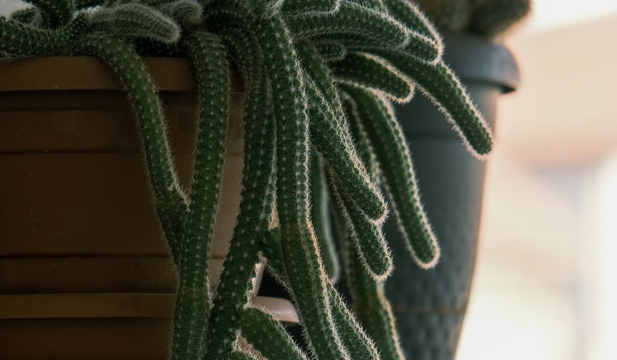 Grouping Plants by Water Needs for Easier Care