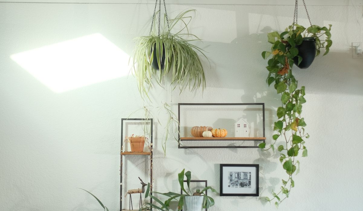 Growing Cacti from Seed on a Windowsill