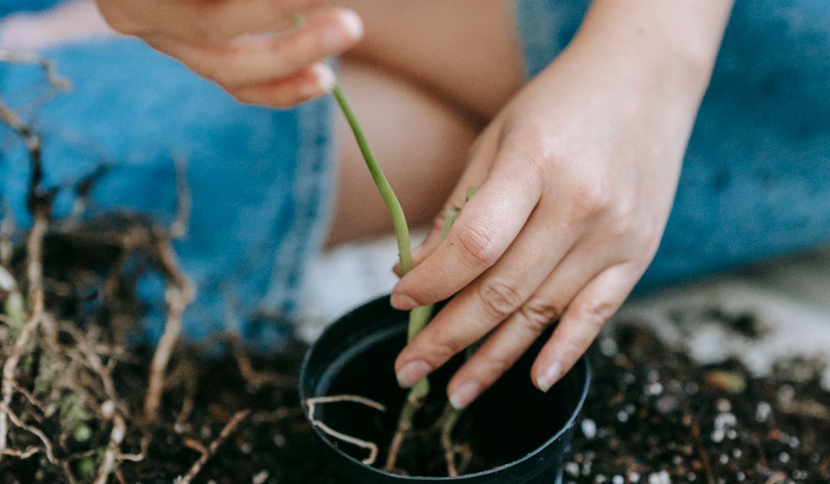 Growing Herbs on a Kitchen Windowsill