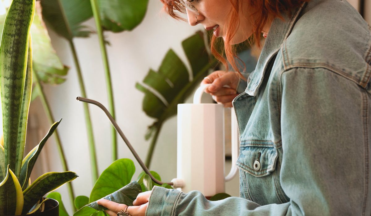 How to Choose the Right Houseplant for a Shady Room