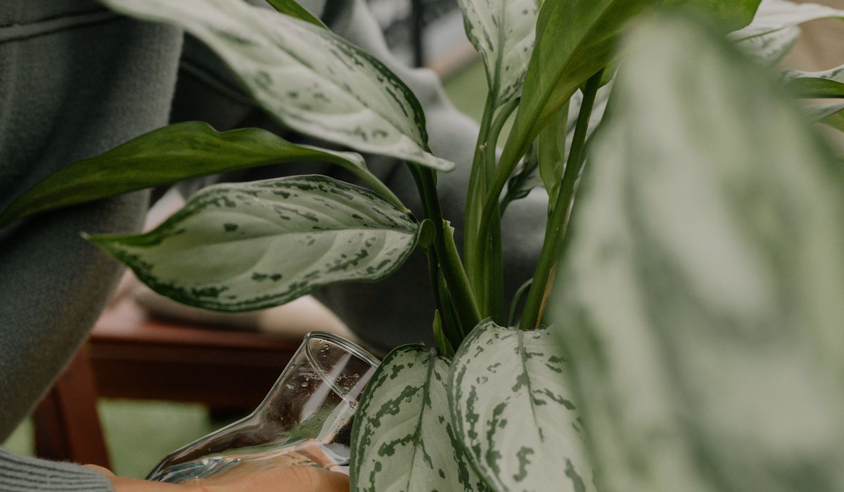 How to Clean Houseplant Leaves Without Damage