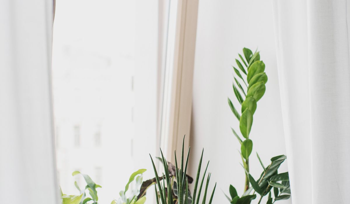 How to Repot a Root-Bound Houseplant Safely