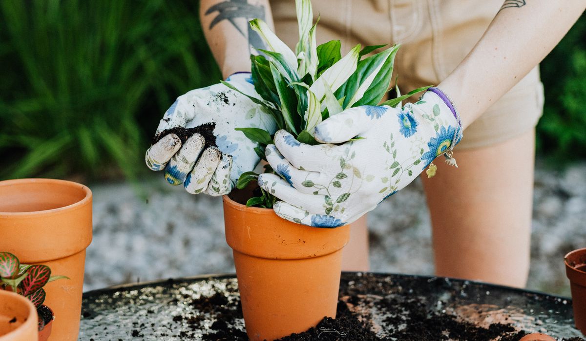 Making Leaf Mould for Houseplant Compost