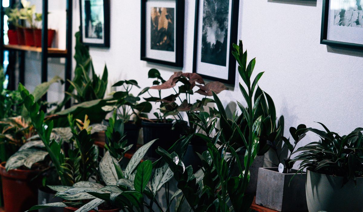 Natural Ways to Deal with Houseplant Pests