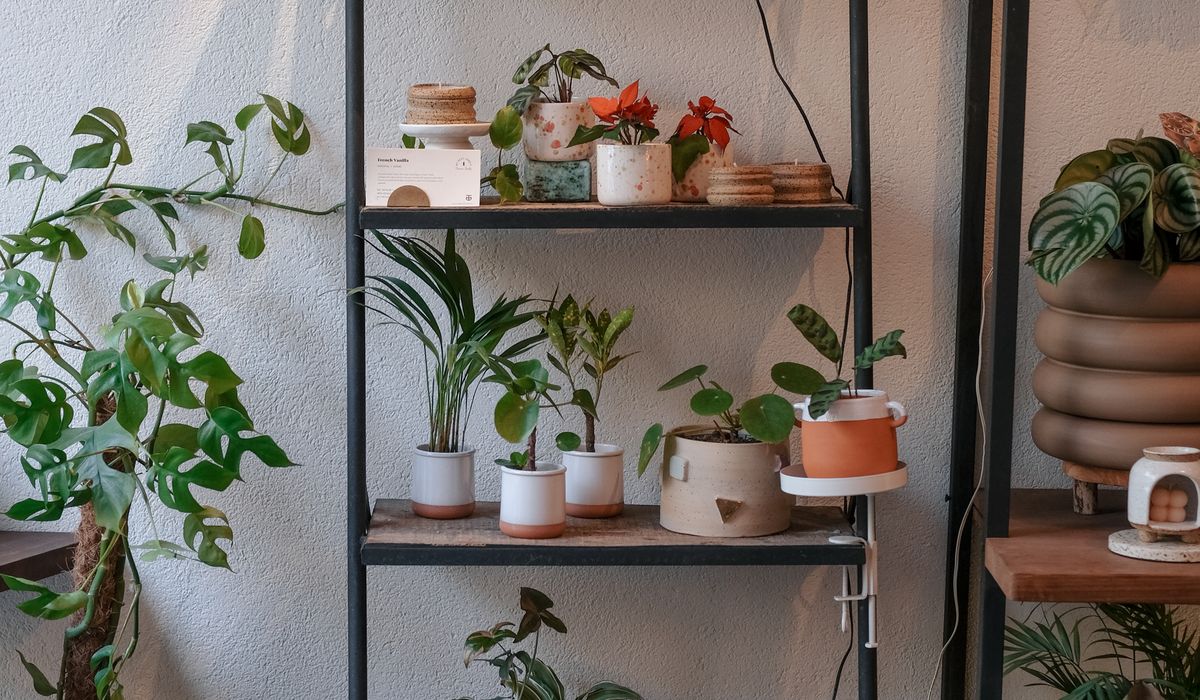 Preparing Houseplants for Autumn and Winter