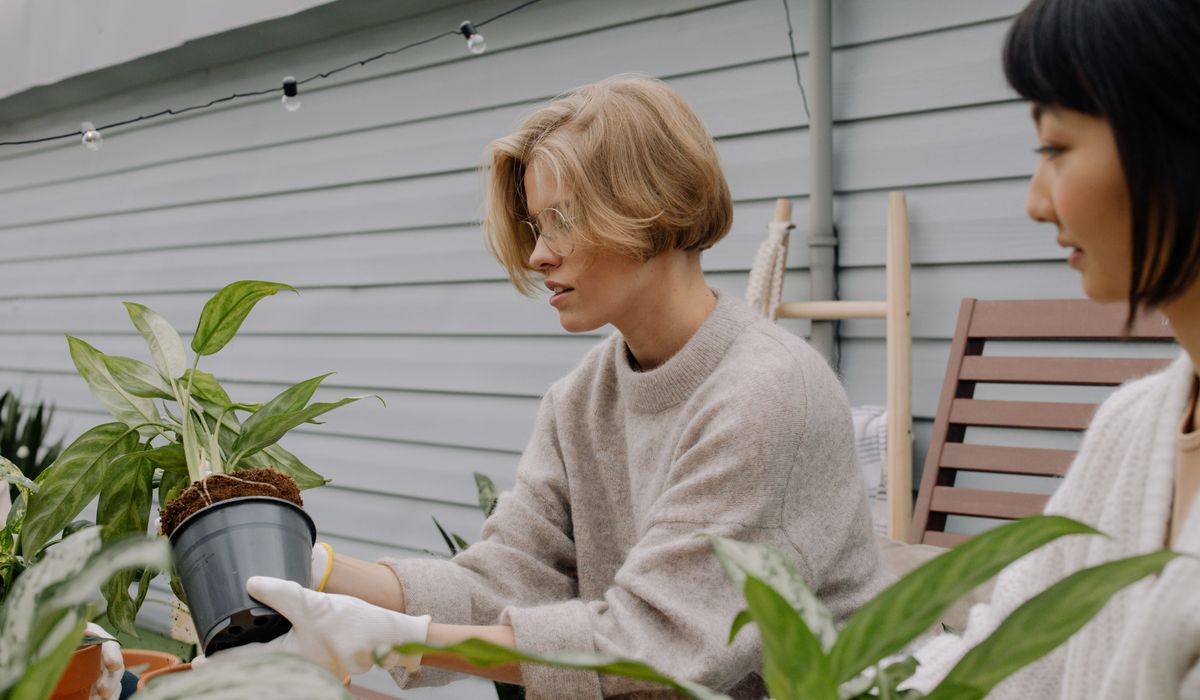 Simple Ways to Increase Humidity for Tropical Plants
