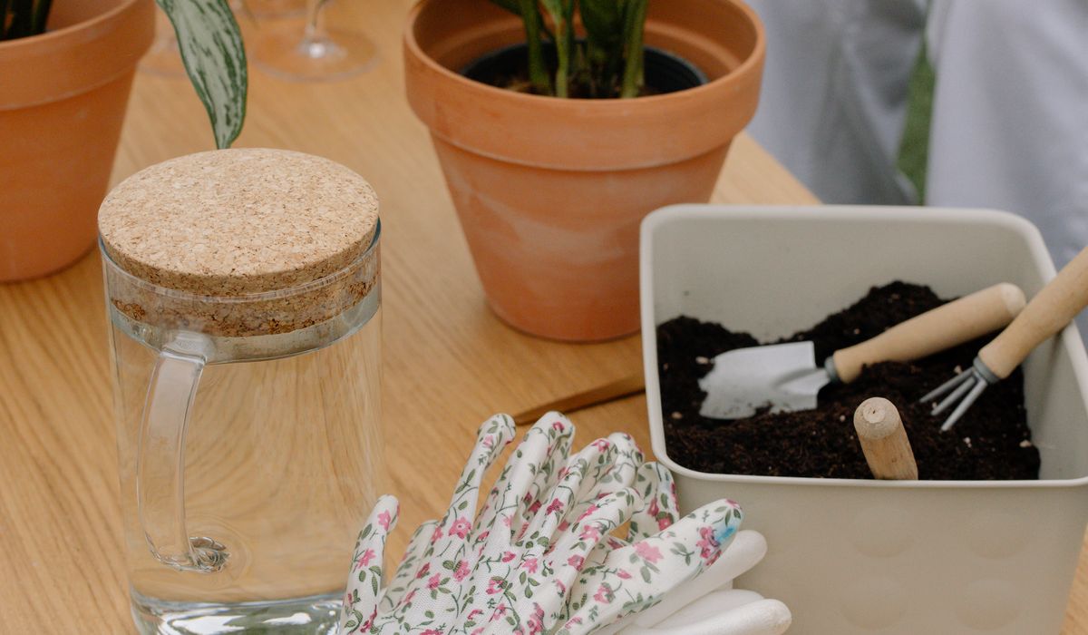 Spring Care Tasks for Indoor Plants