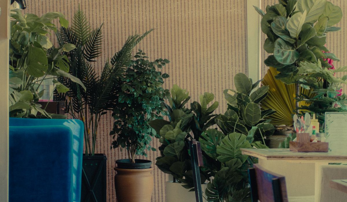 Styling Open Shelves with Trailing Houseplants