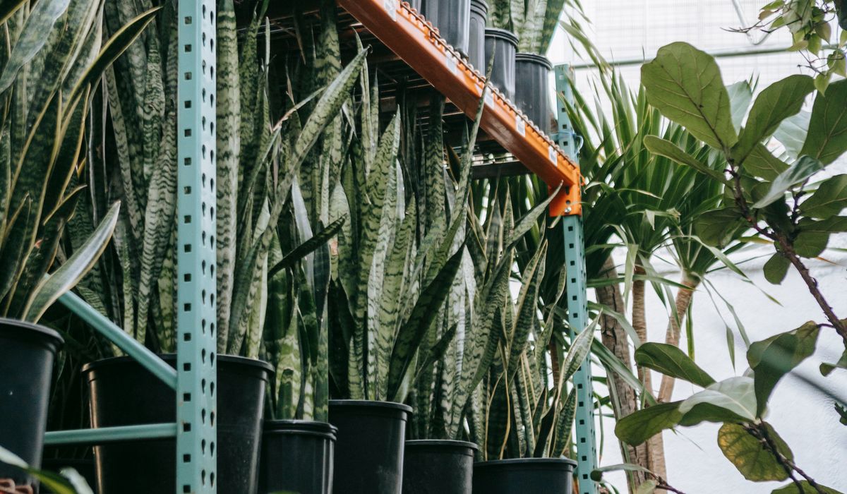 Understanding Light Levels for Indoor Plants