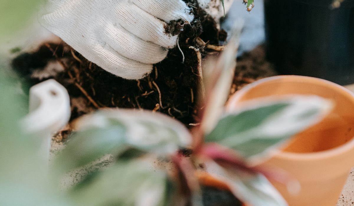 Why Houseplant Leaves Turn Yellow and How to Help